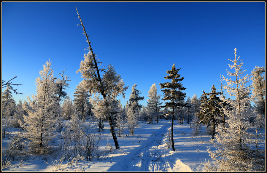 Фото жизнь - Виктор Солодухин - Сказочная зима - Мороз и солнце