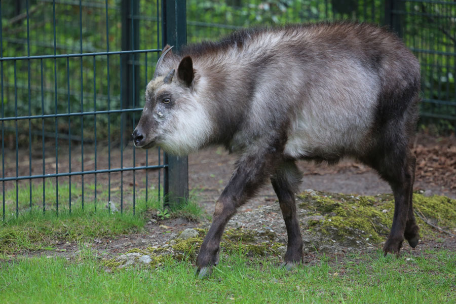 Фото жизнь (light) - Виктор Солодухин - Звери - Берлинский козёл