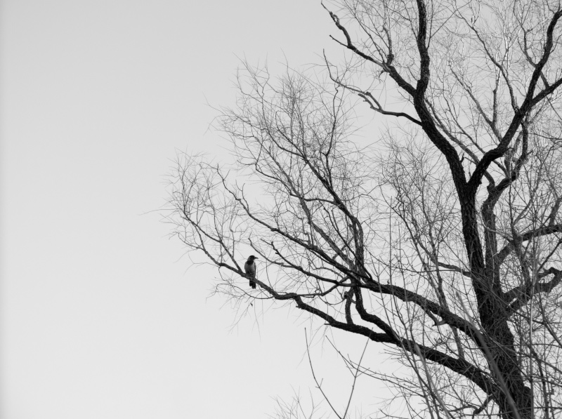 Фото жизнь (light) - Андрей Ларионов - Живой мир - На голой ветке ворон сидит одиноко...