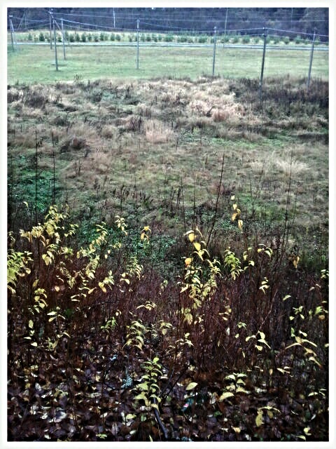Фото жизнь (light) - serenata - корневой каталог - *
