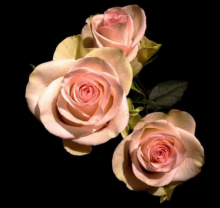 Фото жизнь (light) - 1412etoya - личная страница - Три розы...
