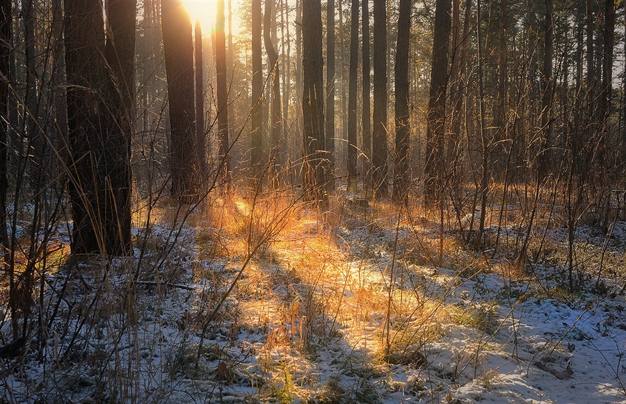 Фото жизнь