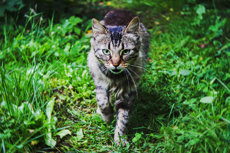 Фото жизнь (light) - Julianne And - Animals - The Cat as Predator