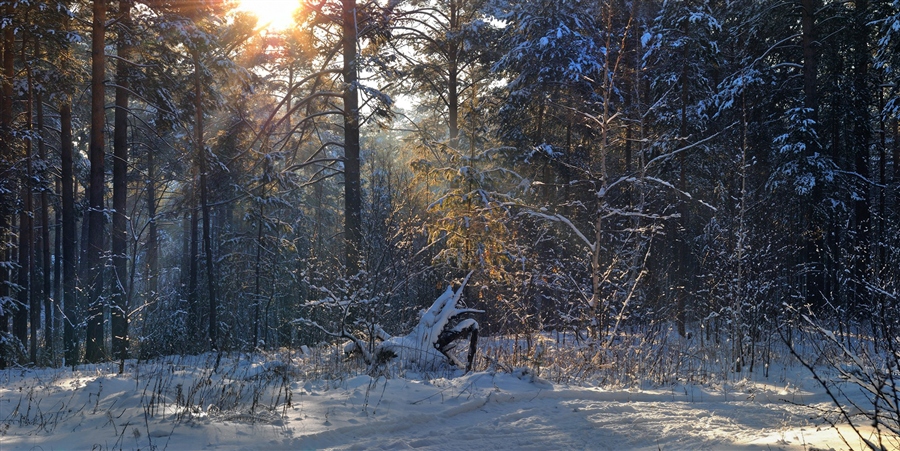 Фото жизнь