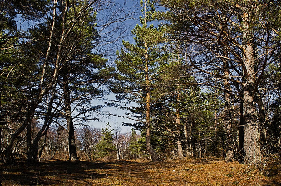 Фото жизнь
