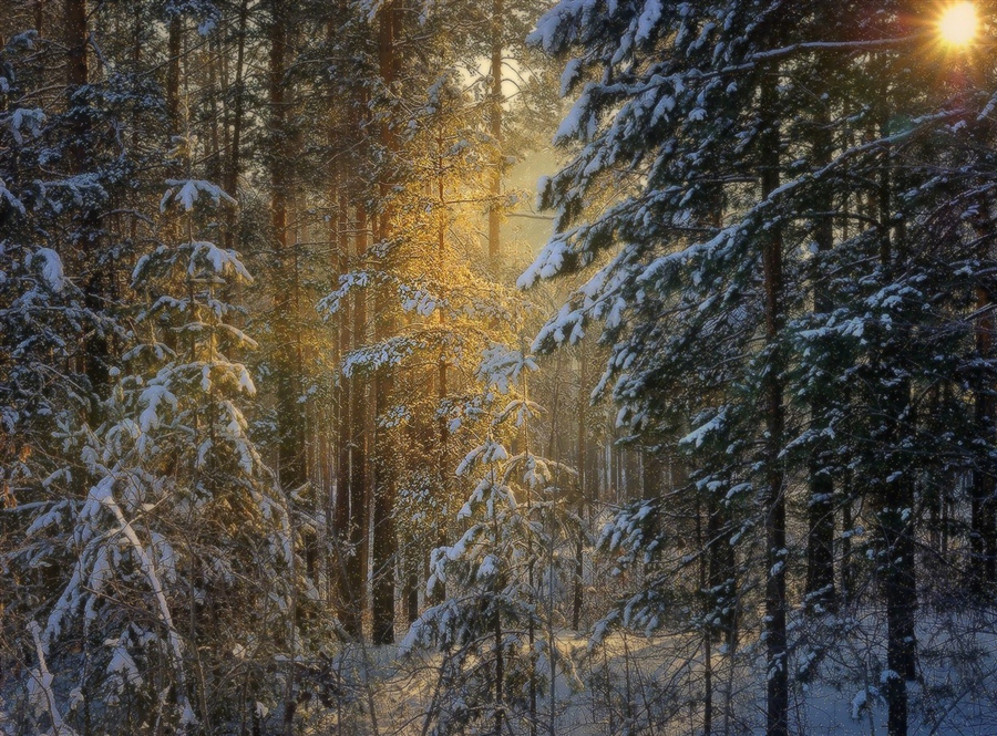 Фото жизнь