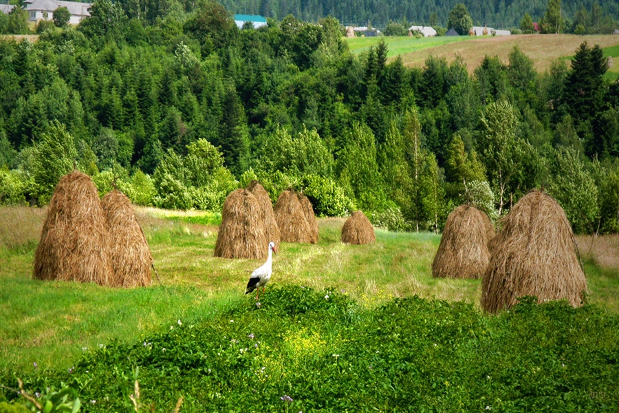 Фото жизнь