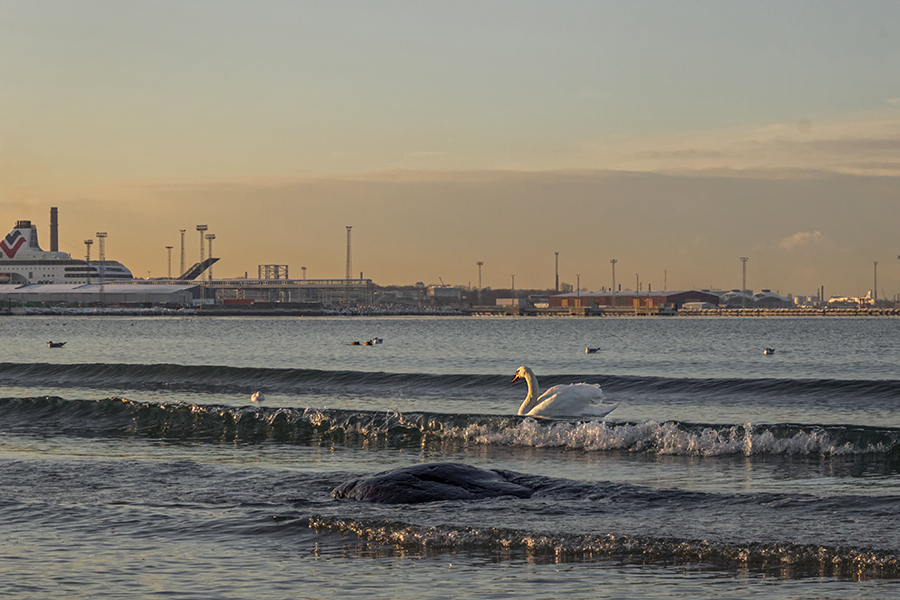 Фото жизнь (light) - Julianne And - Animals - Floating swan 2