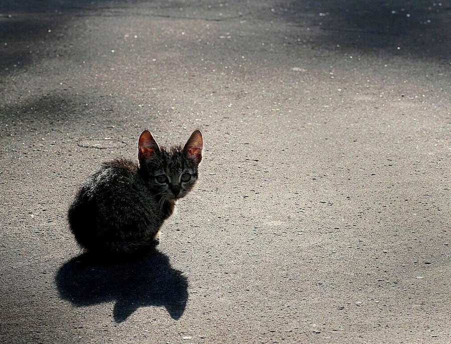Фото жизнь