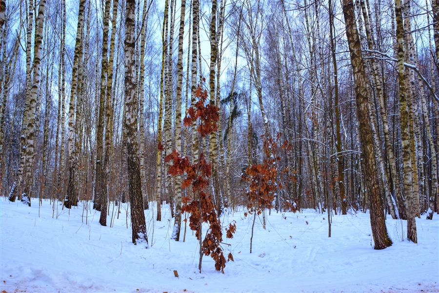 Фото жизнь