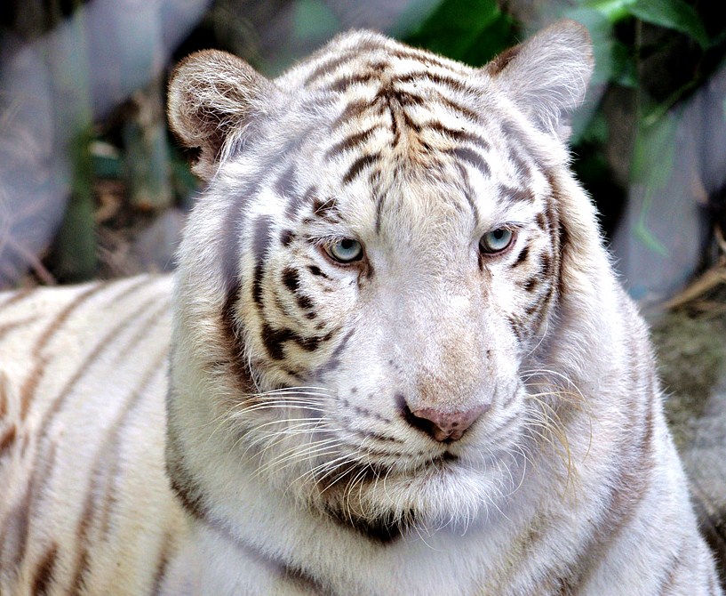 Фото жизнь (light) - alex63 - корневой каталог - "А когда будет год Белого Тигра???"