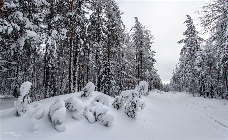 Фото жизнь