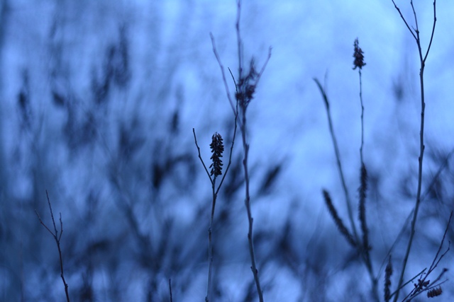 Фото жизнь (light) - Маша Мисюра - Winter - Зимние цветы