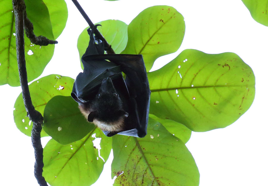 Фото жизнь (light) - Виктор Солодухин - Звери - Летучая лисица