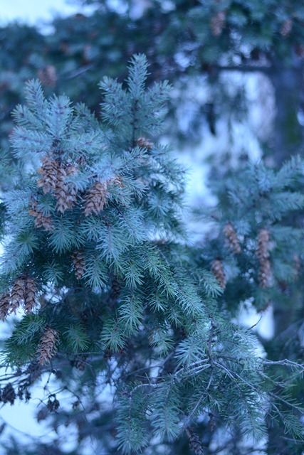 Фото жизнь (light) - Маша Мисюра - Winter - Белкин дом