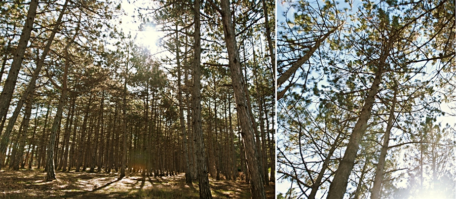Фото жизнь