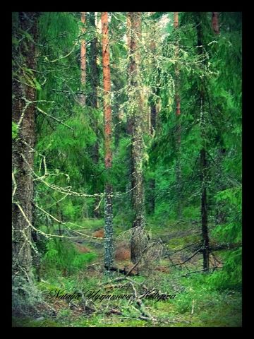 Фото жизнь (light) - nkolteeva - корневой каталог - лесная глуш 