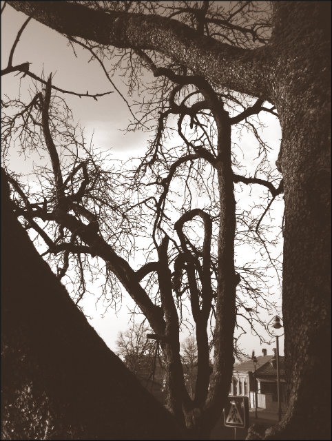 Фото жизнь (light) - Euphoria - корневой каталог - .