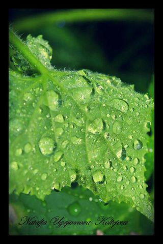 Фото жизнь (light) - nkolteeva - корневой каталог - ******