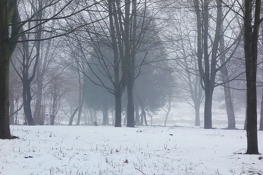 Фото жизнь - Виталий Шафранский - корневой каталог - Зимний туман