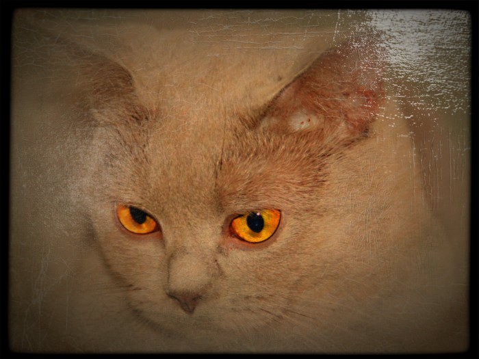 Фото жизнь (light) - nkolteeva - корневой каталог - ******