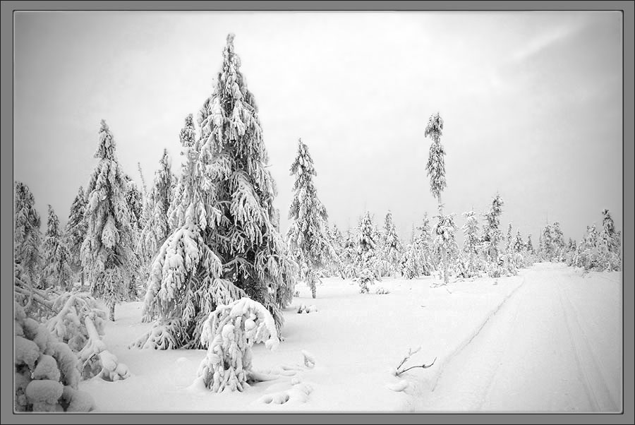 Фото жизнь (light) - Виктор Солодухин - Сказочная зима - Зима в Приполярье
