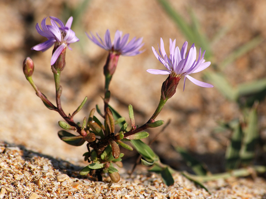 Фото жизнь (light) - vlad-baku - корневой каталог - цветы пустыни или...