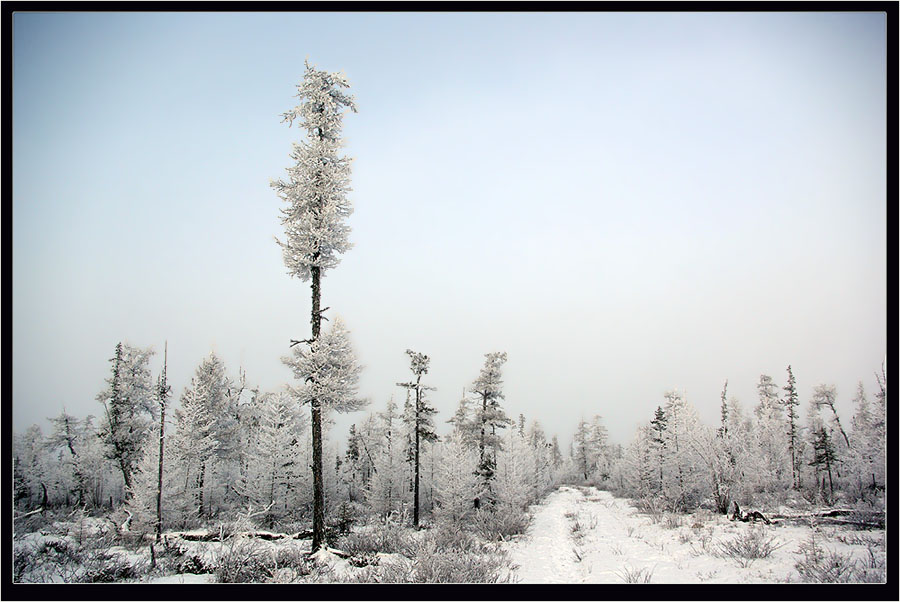 Фото жизнь (light) - Виктор Солодухин - Сказочная зима - Зимний северный пейзаж