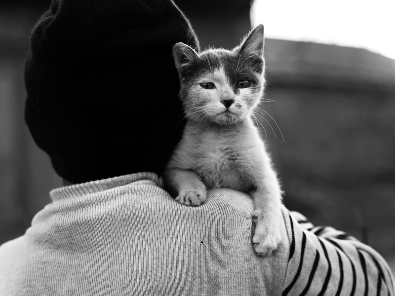 Фото жизнь (light) - timur-ten - корневой каталог - ulichniy kot