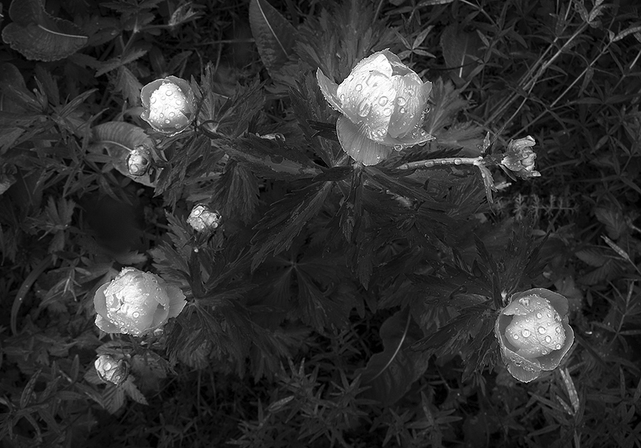 Фото жизнь (light) - gorynch - корневой каталог - после дождя