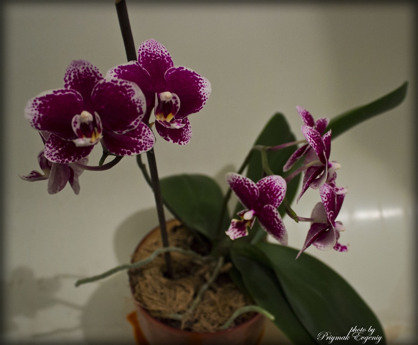Орхидея - водные процедуры
