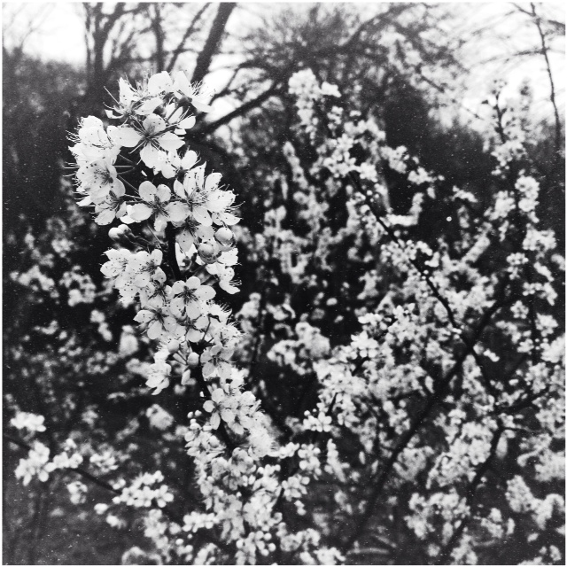 Фото жизнь (light) - _alisa_ - iphonography - весна...