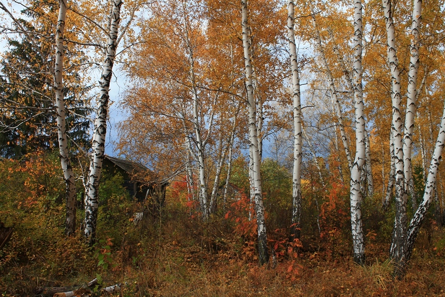 Фото жизнь