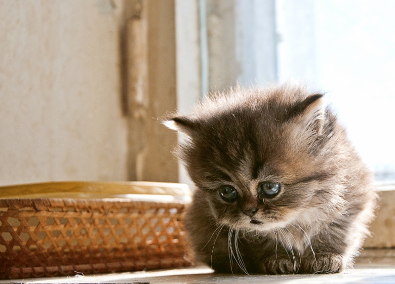Фото жизнь - wlasov - корневой каталог - про котенка