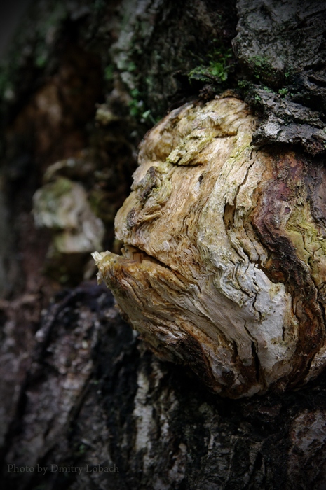 Спящее дерево