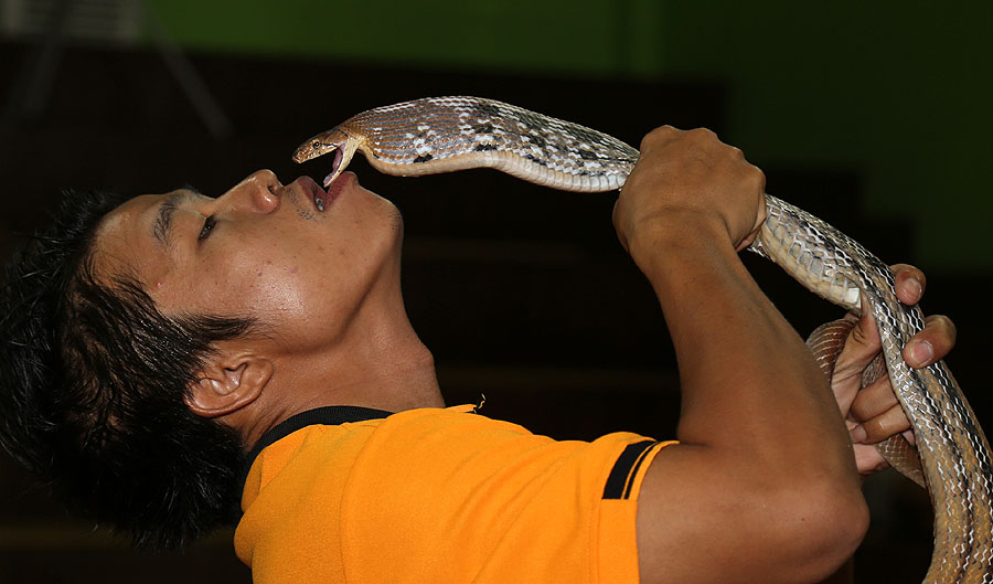 Фото жизнь - Виктор Солодухин - Таиланд - Поцелуй кобры