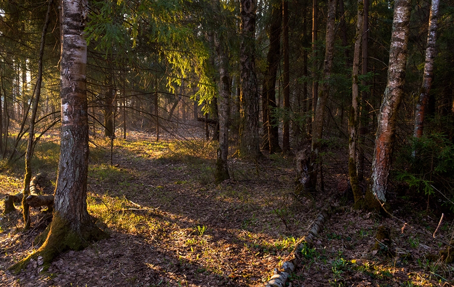 Фото жизнь