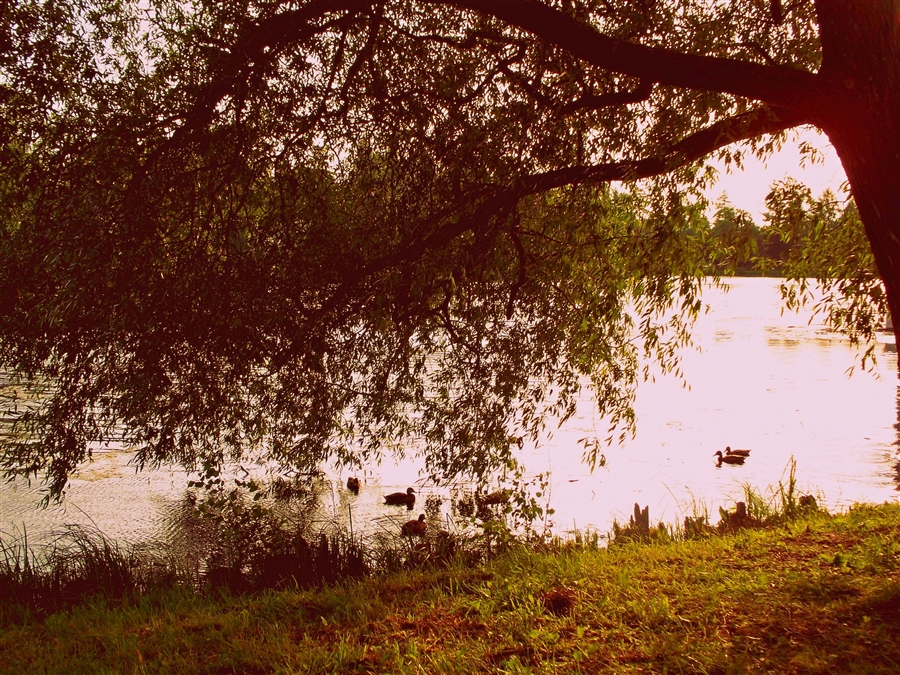 Фото жизнь