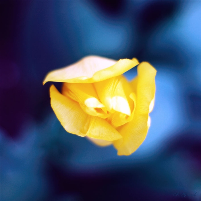 Свет и цвет в природе: тюльпан