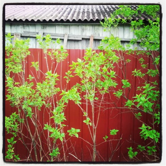 Фото жизнь (light) - serenata - корневой каталог - *