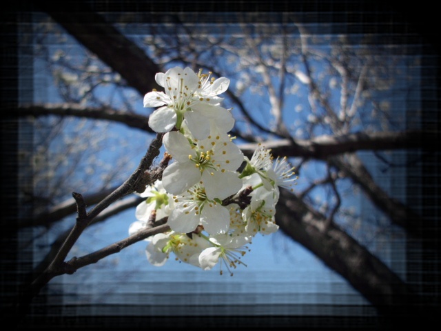 Фото жизнь (light) - Davida - корневой каталог - Расцвела под окошком белоснежная вишня...