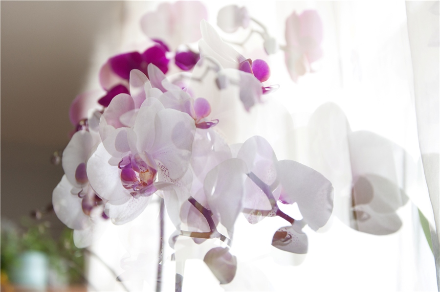 орхидея1