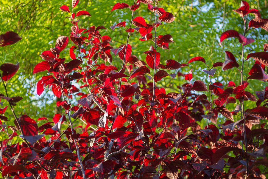 Фото жизнь (light) - Аександр Полетаев - корневой каталог - ***