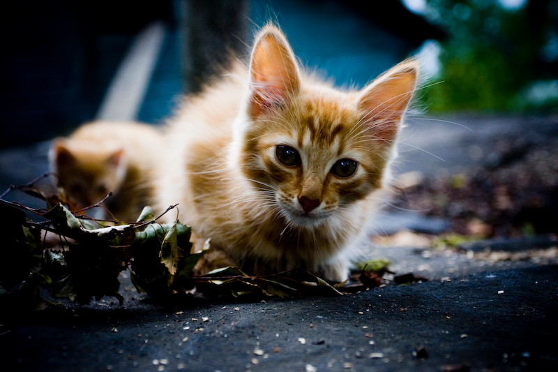 Фото жизнь - mishaha - корневой каталог - кошачье любопытство