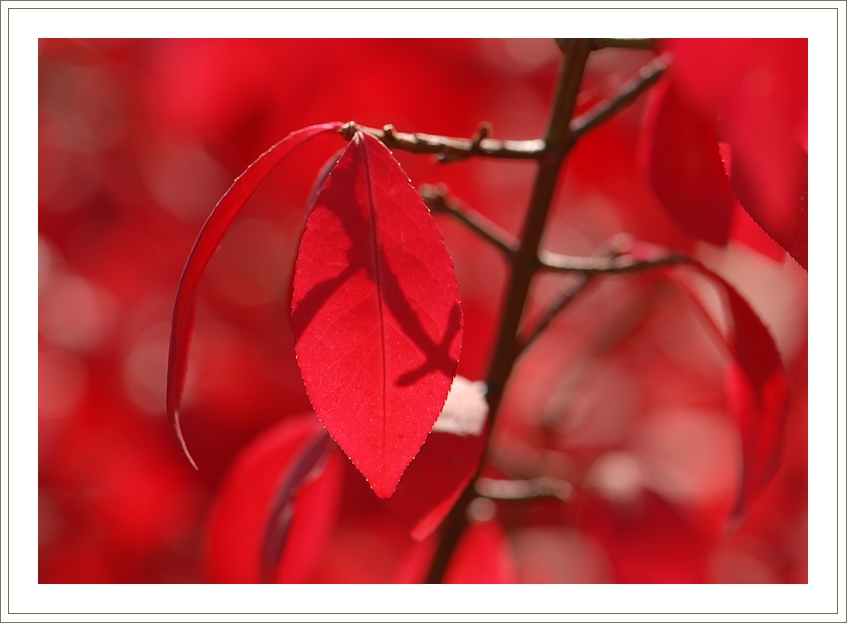 Фото жизнь - chark - корневой каталог - Один из цветов осени