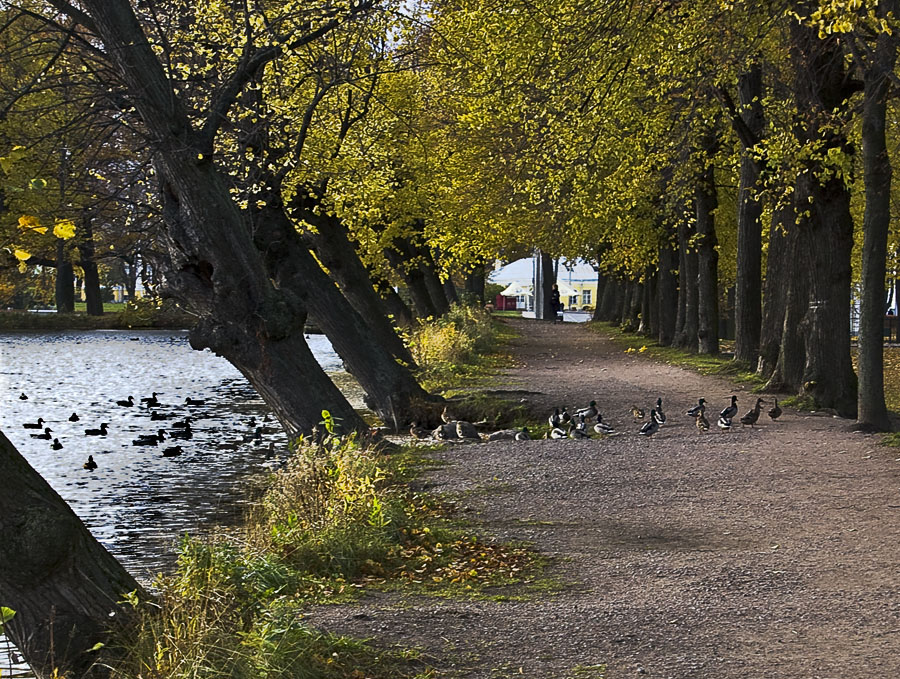 Фото жизнь (light) - МТВ - природа - утиная тропа