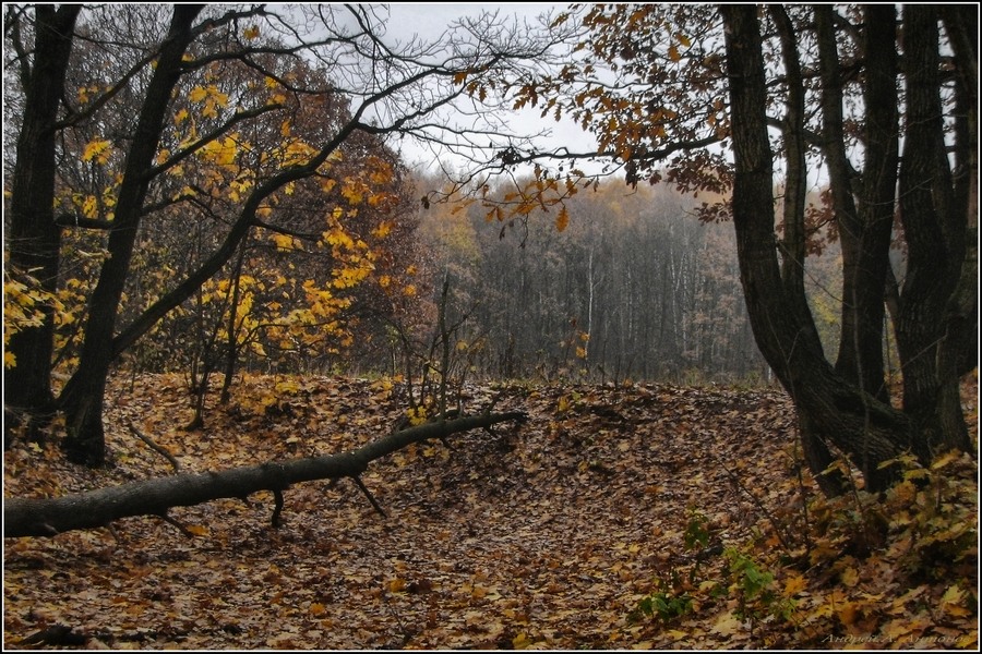 Фото жизнь - andreanto - Природа, пейзаж - Осенний романс
