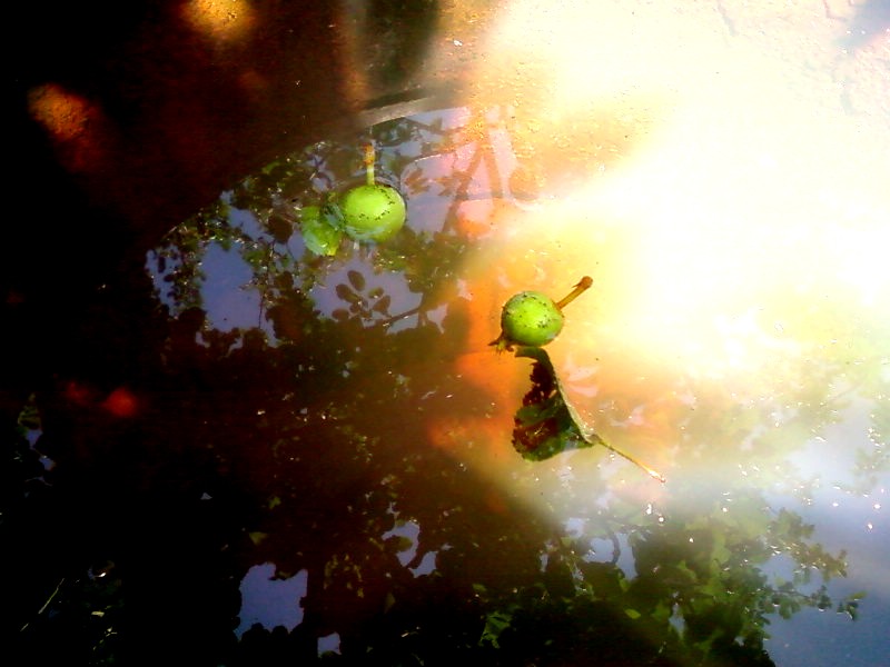 Фото жизнь (light) - Dragon - корневой каталог - яблочное настроение