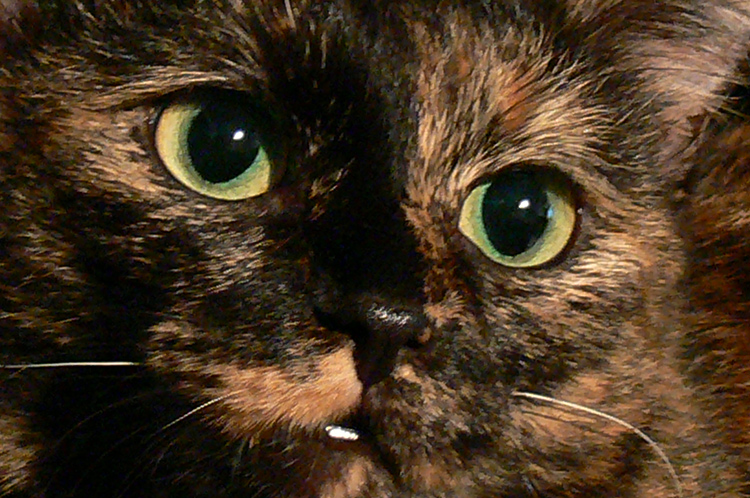 Фото жизнь - Alexandra Gschwend - корневой каталог - кошка осенней расцветки