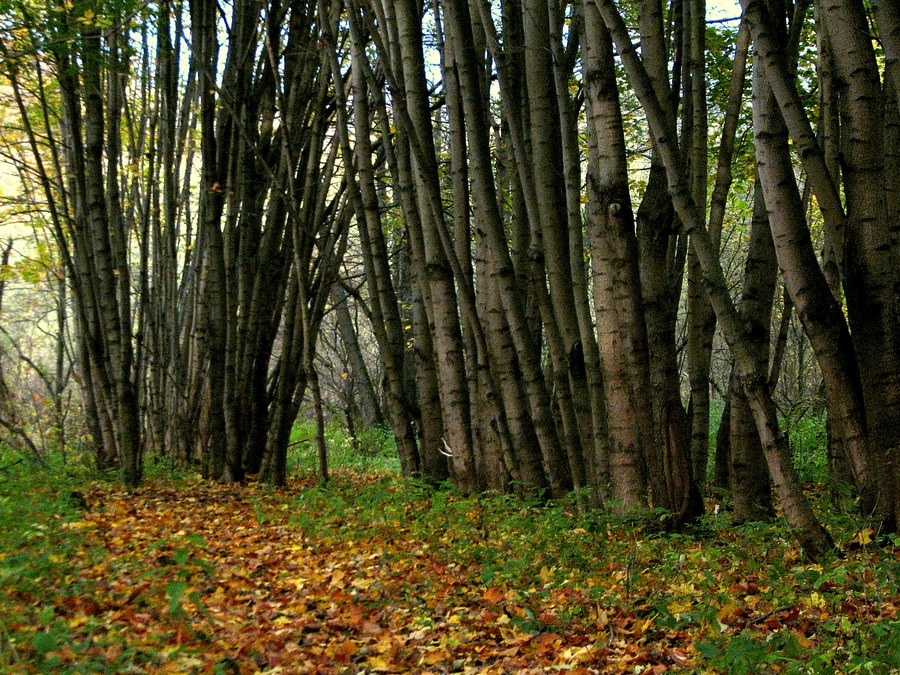 Фото жизнь - andreanto - Природа, пейзаж - Дорожка в осень
